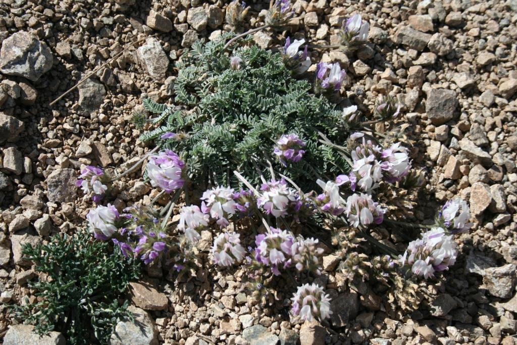 Изображение особи Astragalus incertus.