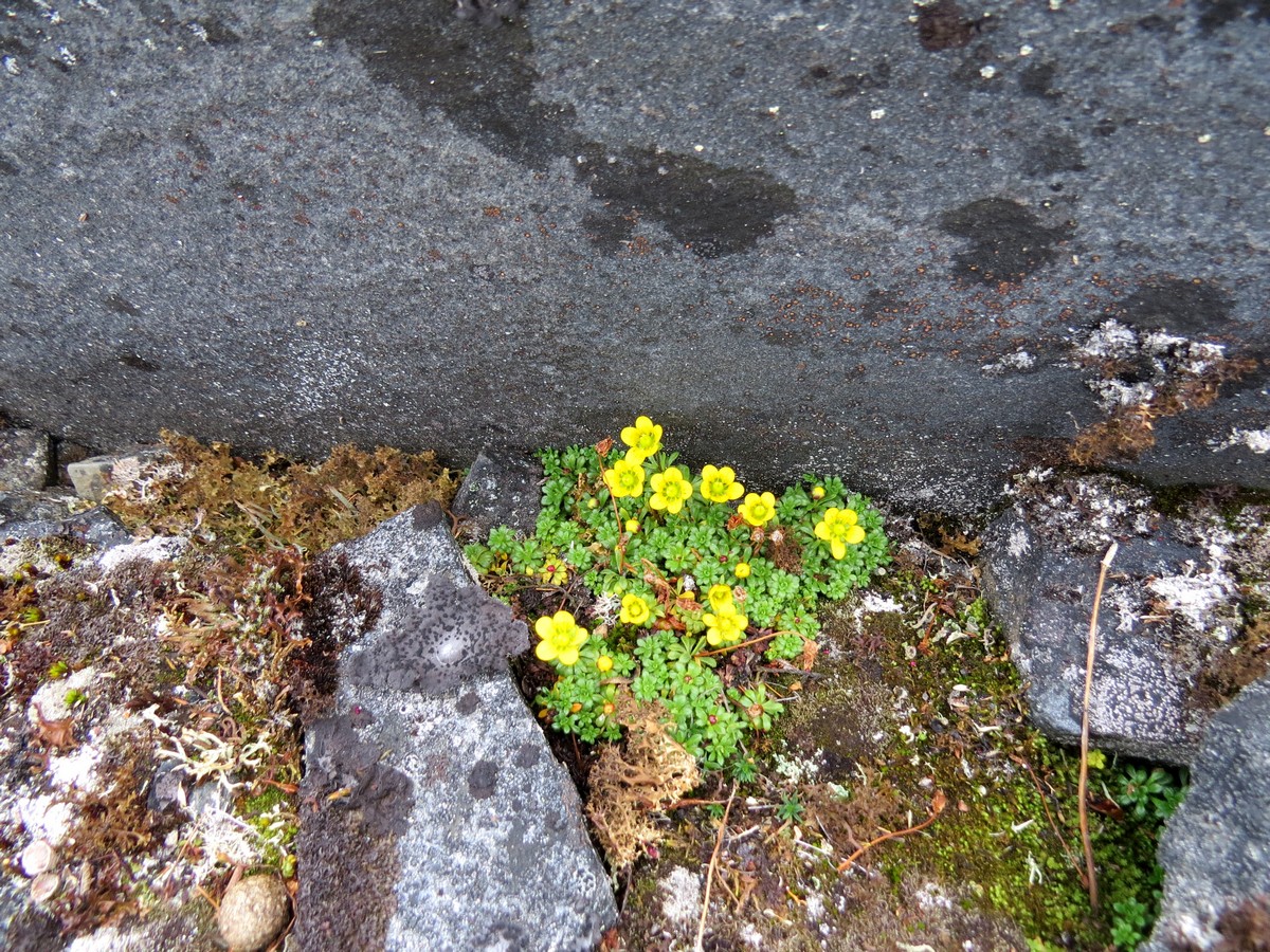 Image of Saxifraga glutinosa specimen.