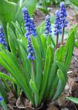 Muscari botryoides