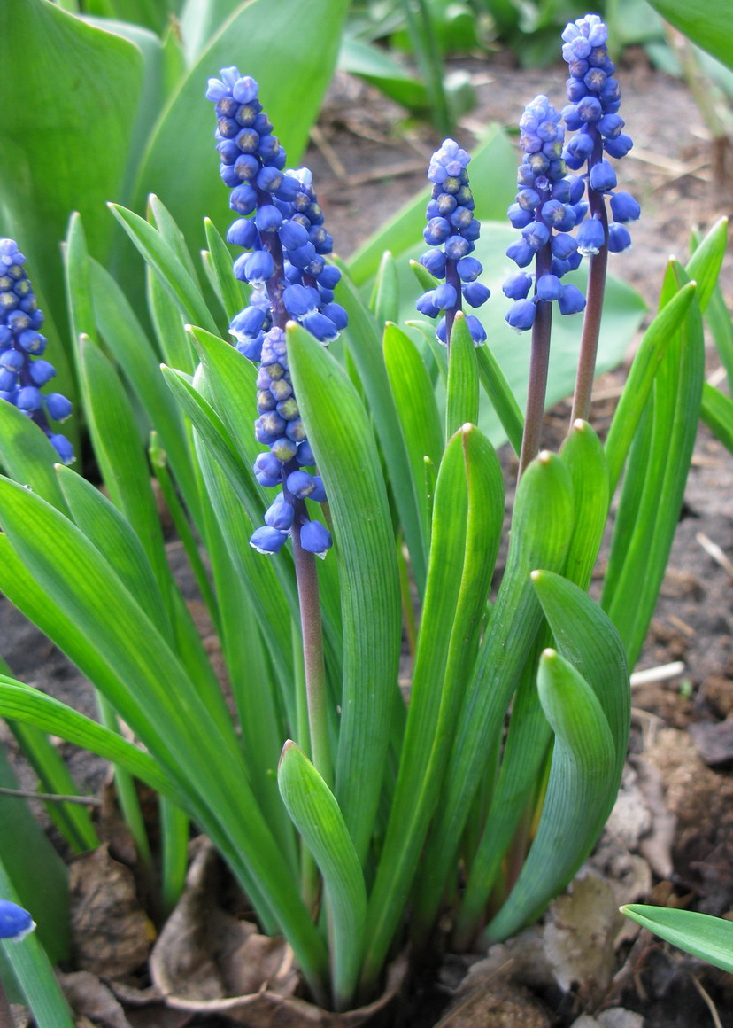 Image of Muscari botryoides specimen.