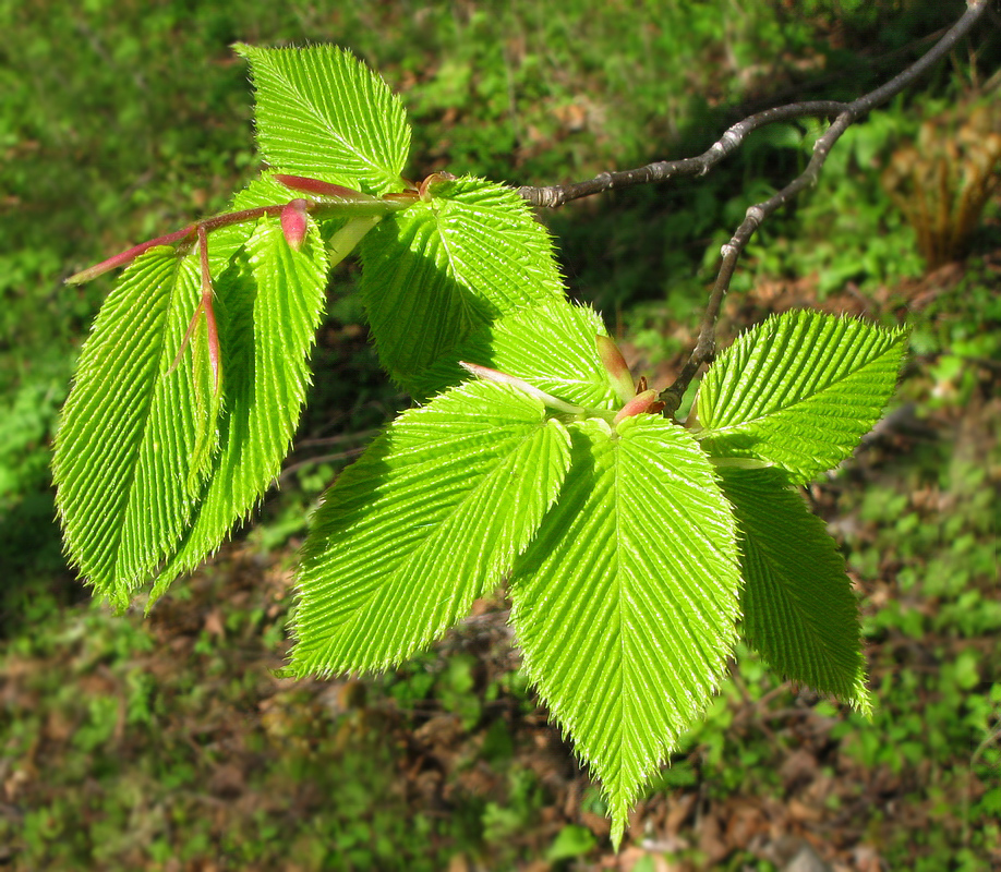 Image of Carpinus cordata specimen.