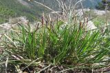 Carex humilis