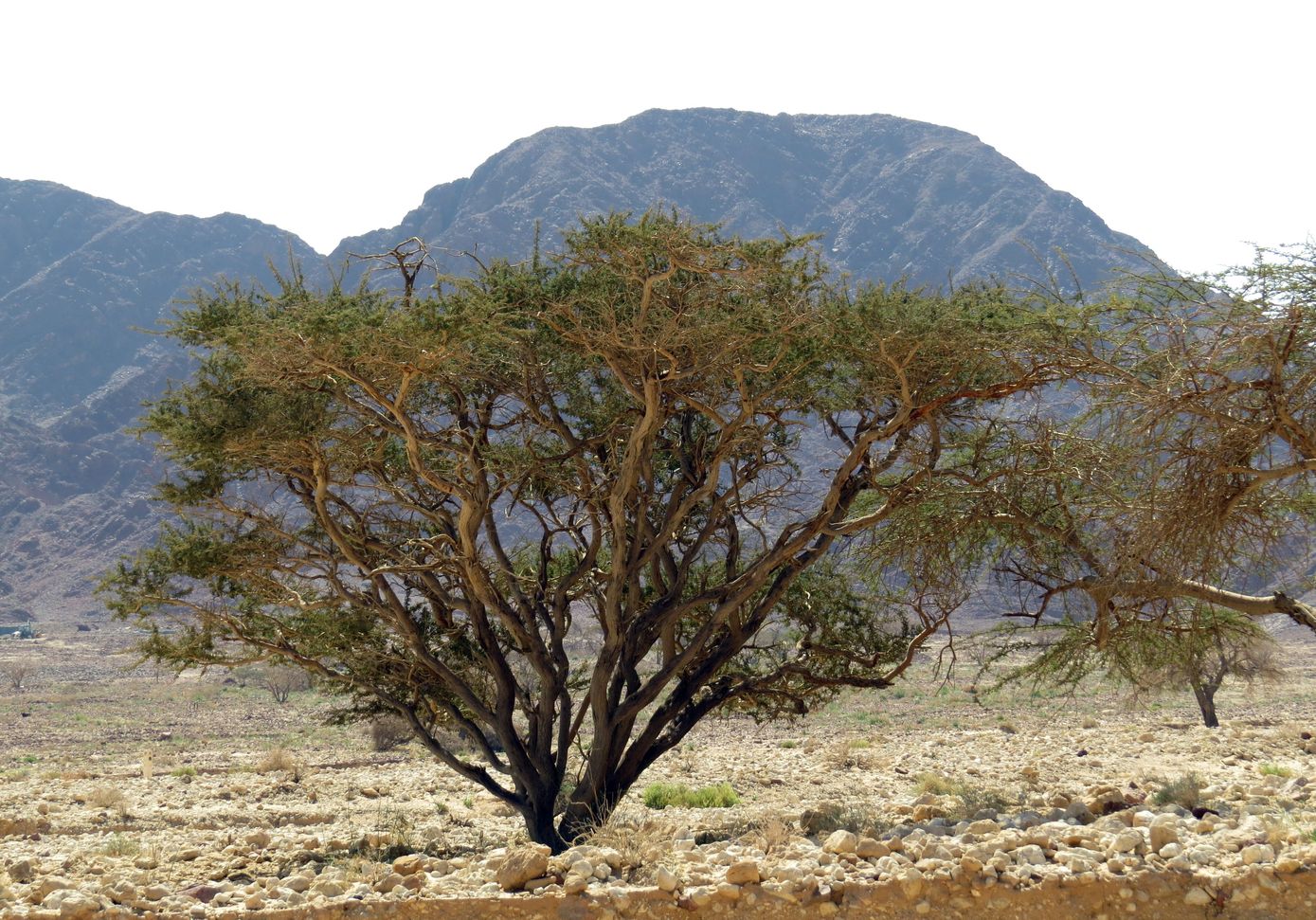 Image of Vachellia tortilis specimen.