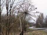 Heracleum sosnowskyi