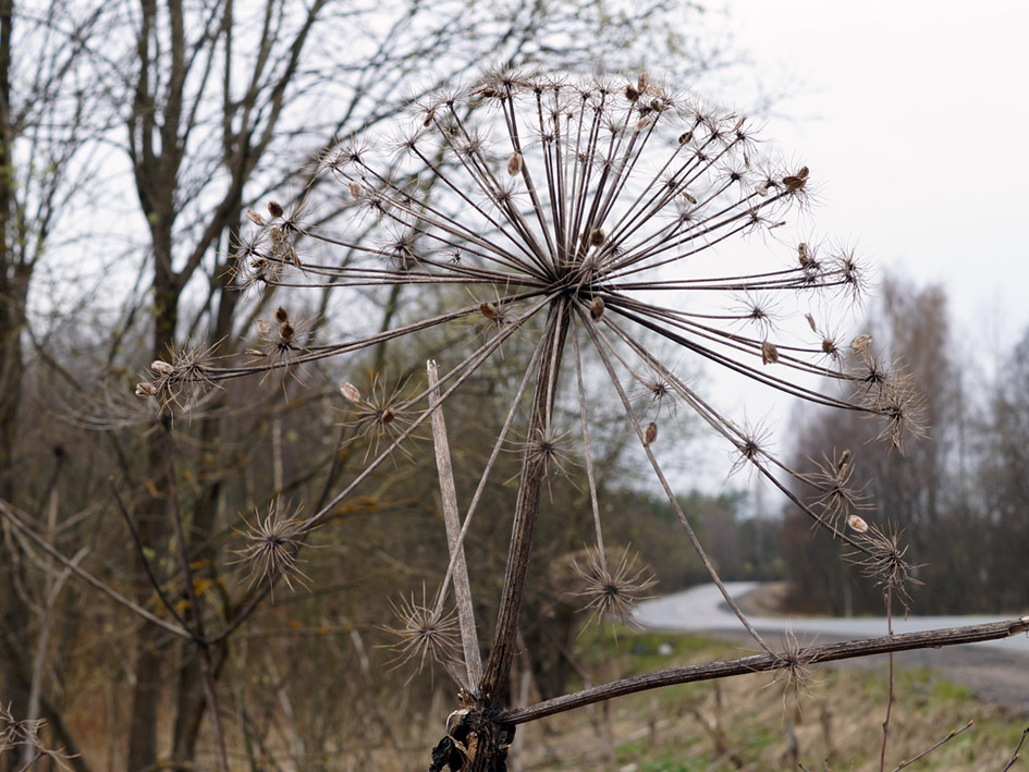 Изображение особи Heracleum sosnowskyi.