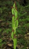 Orchis pallens. Соплодие. Крым, гора Чатырдаг, восточный склон нижнего плато, дубовый лес. 10 мая 2016 г.