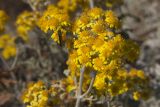 Senecio cineraria