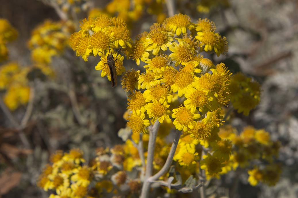 Изображение особи Senecio cineraria.