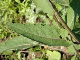 Salvia betonicifolia. Средняя часть стебля с листом. Украина, г. Луганск, балка Мощинский яр, основание склона юго-вост. эксп., разнотравно-типчаково-ковыльная степь. 20.05.2016.