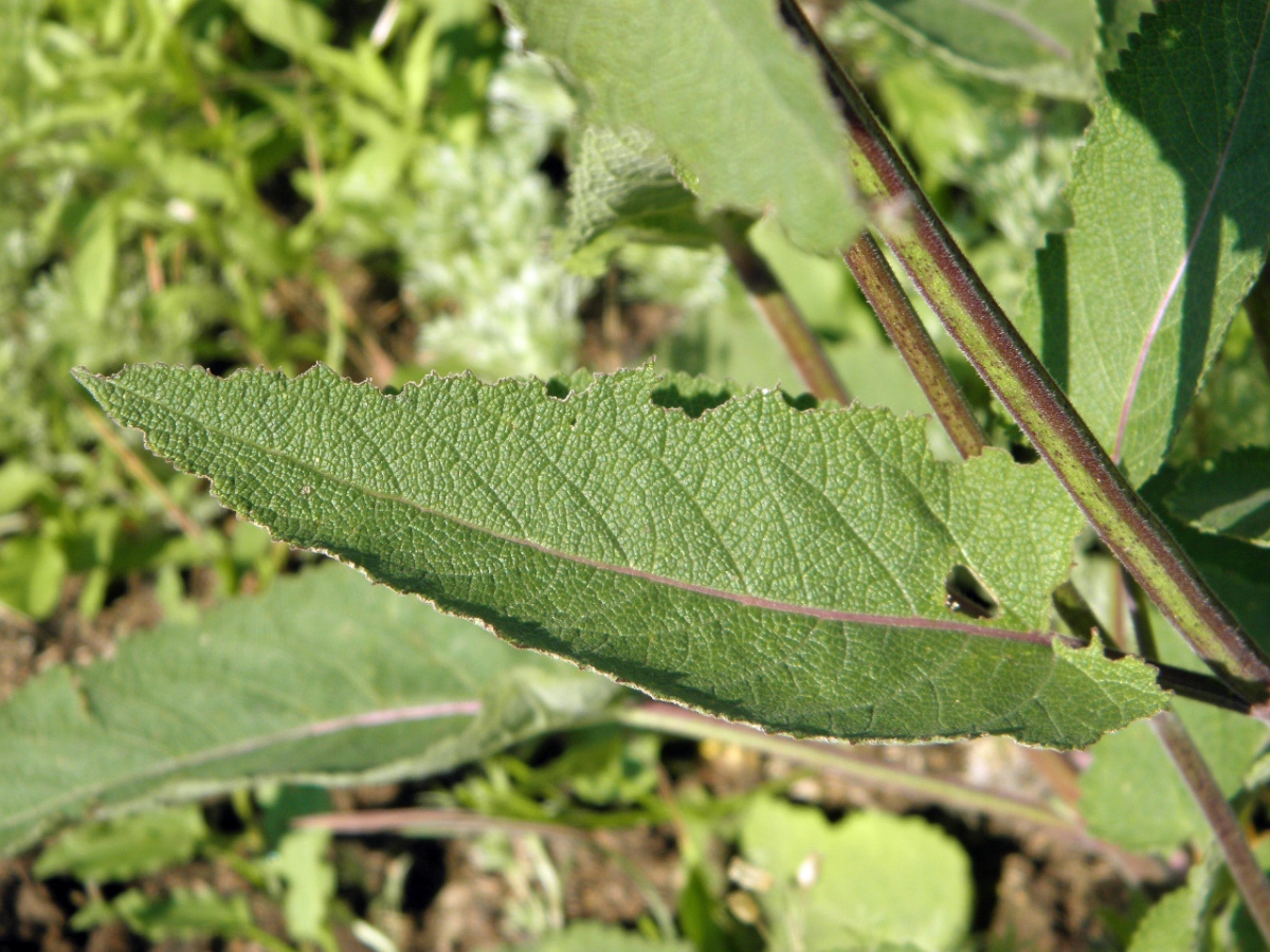 Image of Salvia betonicifolia specimen.