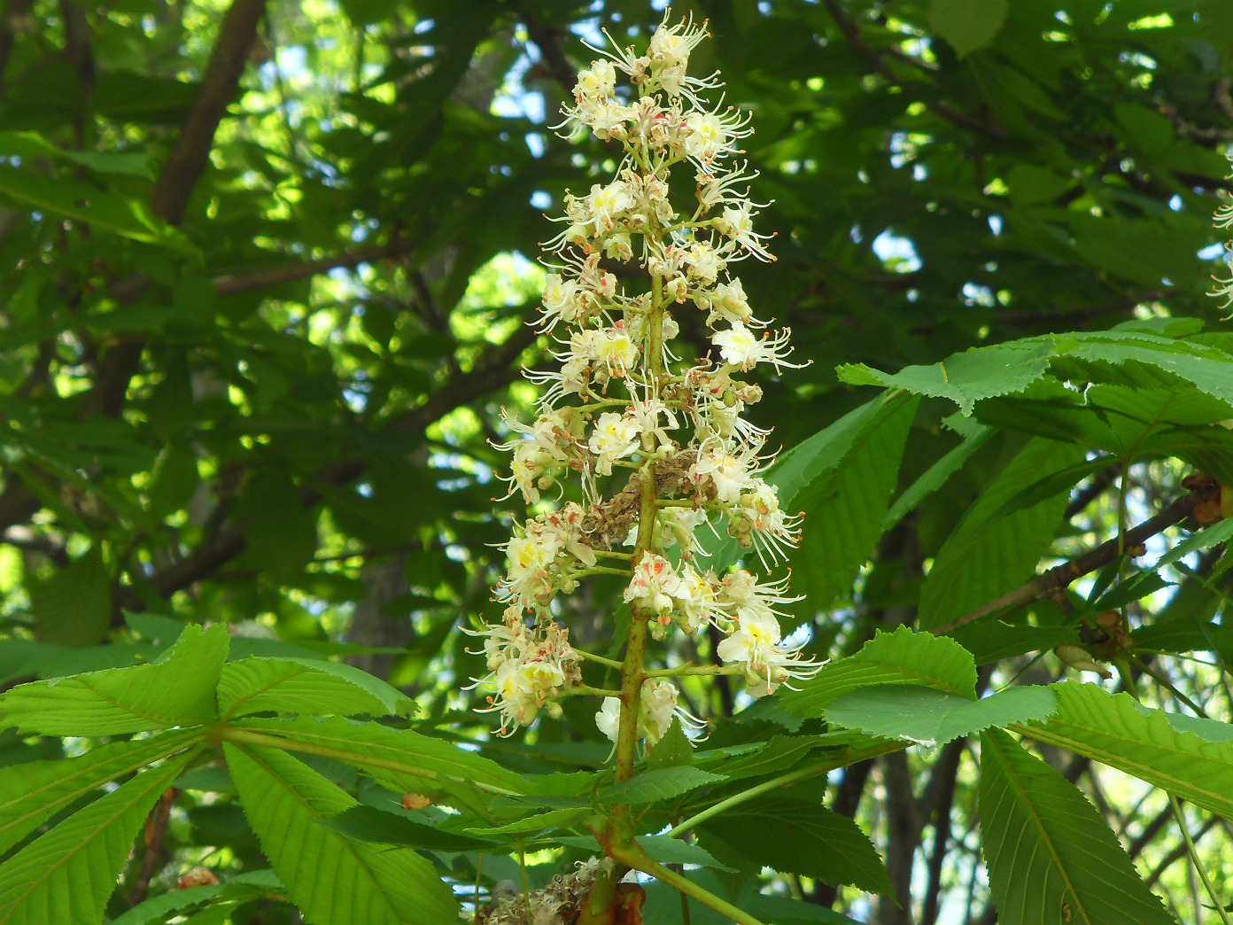 Изображение особи Aesculus hippocastanum.