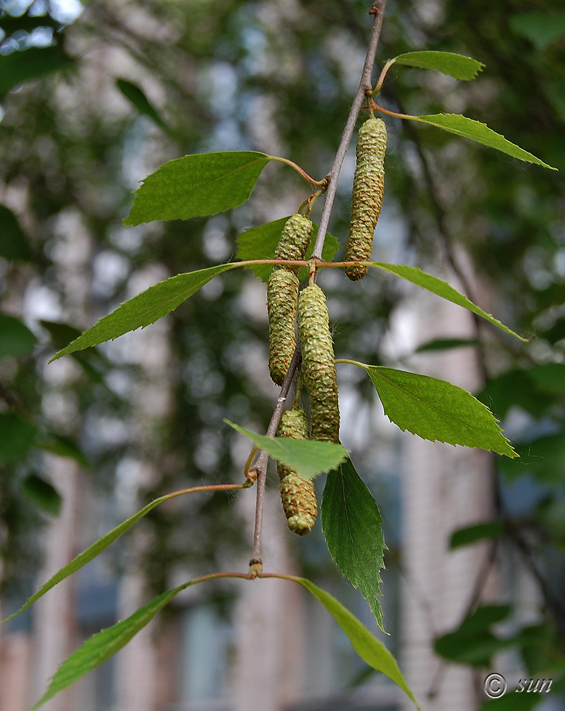 Изображение особи Betula borysthenica.