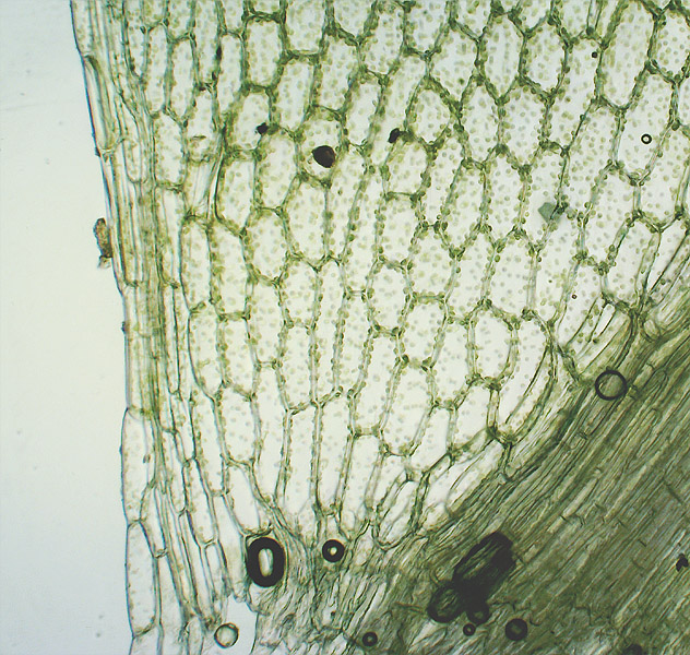 Изображение особи Rhizomnium pseudopunctatum.