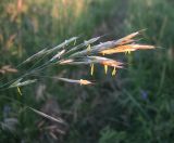 Bromopsis riparia. Верхушка соцветия. Белгородская обл., Губкинский р-н, запов. «Белогорье», Ямская степь. 14 июня 2009 г.