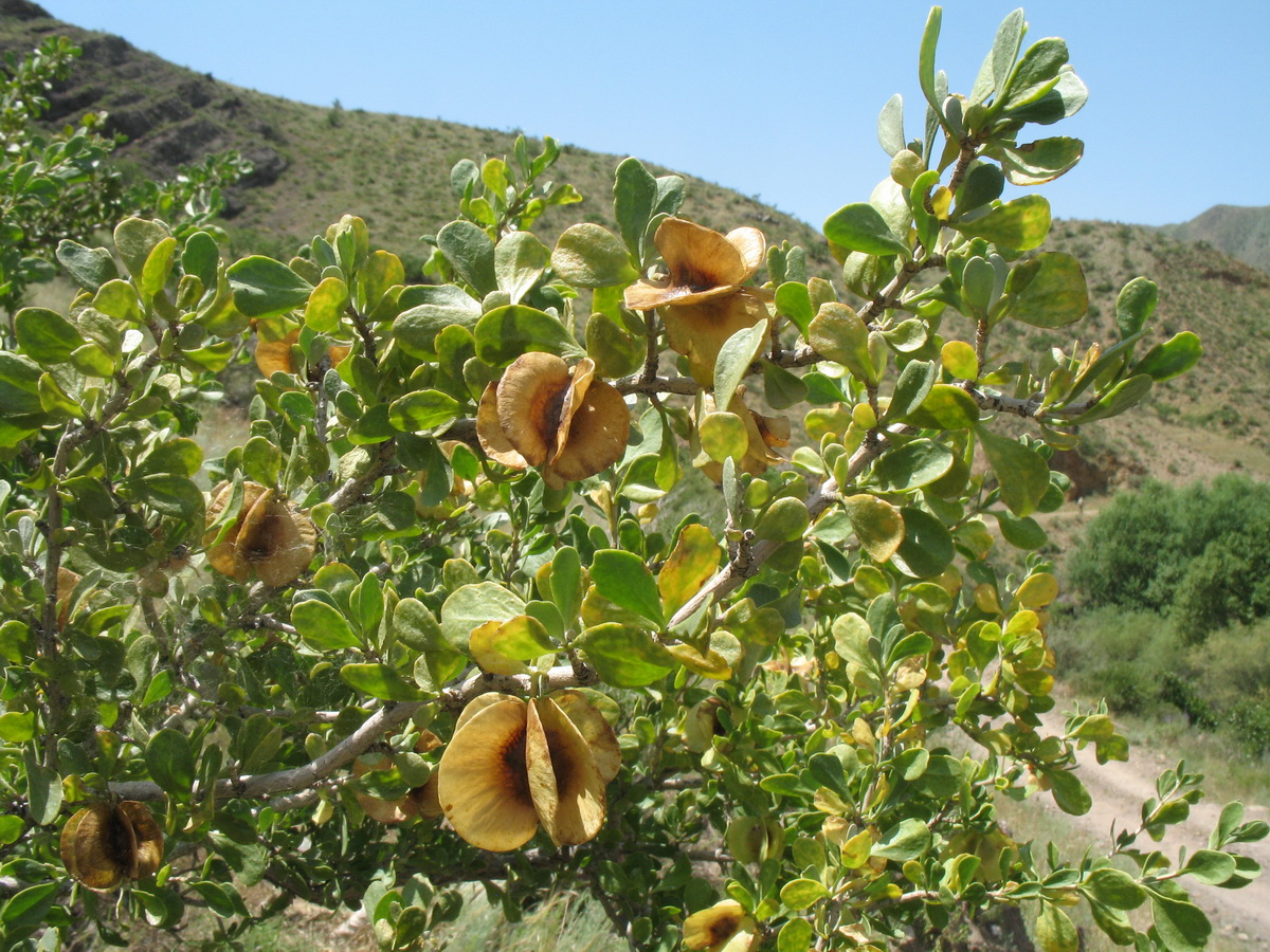 Изображение особи Zygophyllum megacarpum.