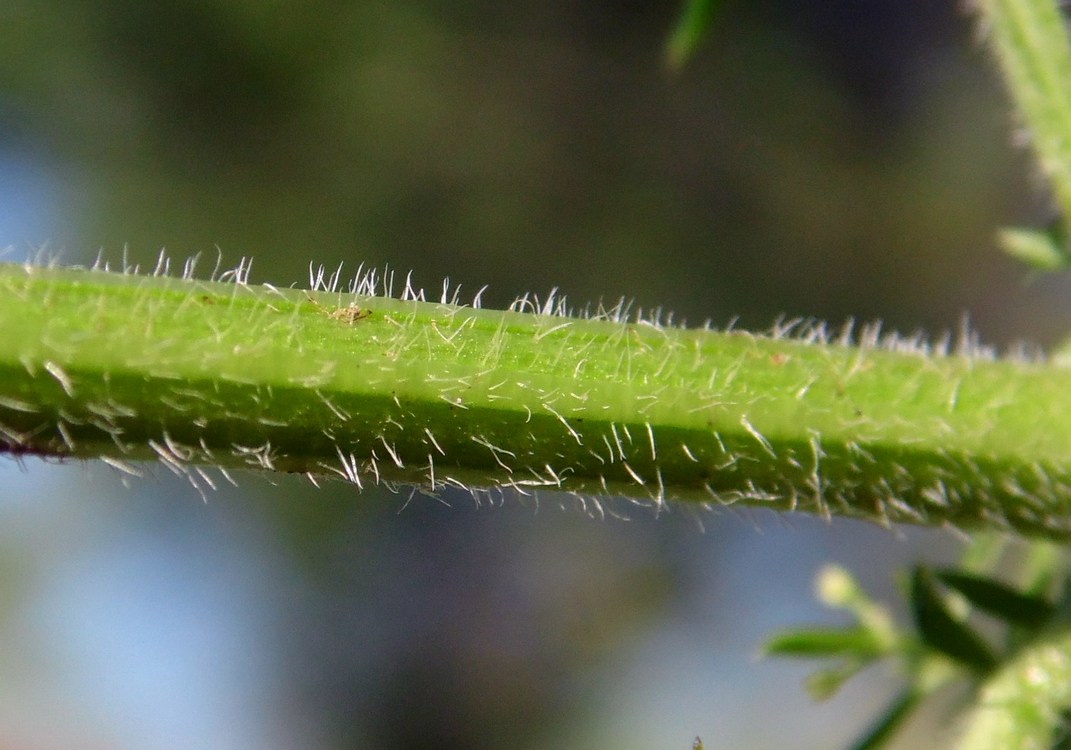 Изображение особи Galium humifusum.