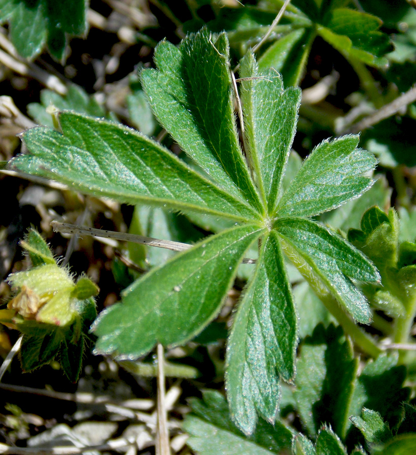 Image of Potentilla sphenophylla specimen.