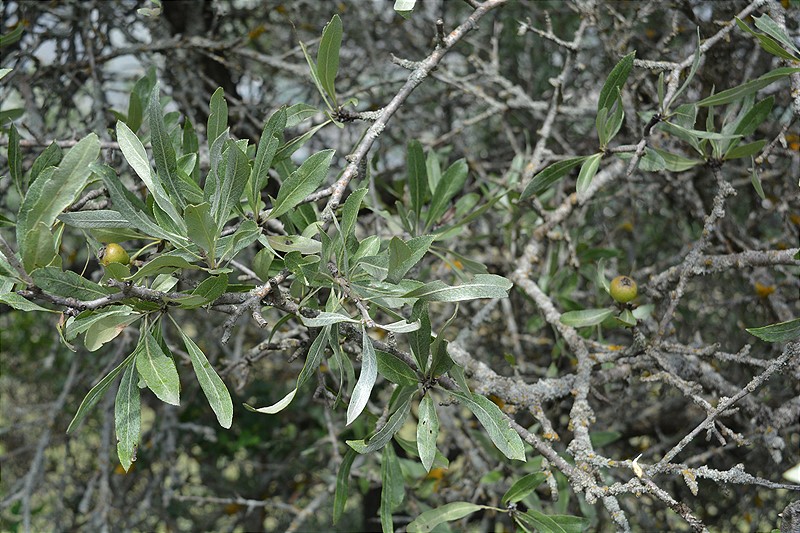 Image of Pyrus salicifolia specimen.