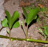 Ipomoea pes-caprae