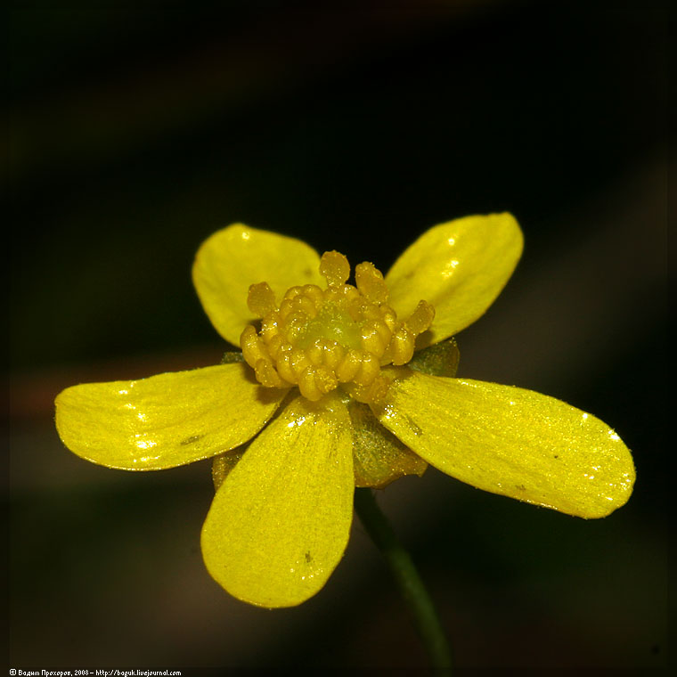 Изображение особи Ranunculus flammula.