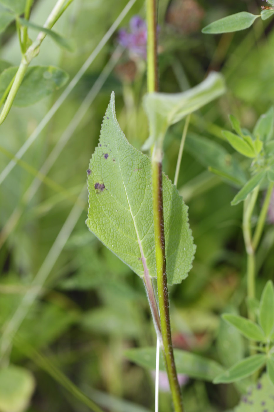 Image of Verbascum nigrum specimen.