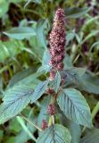 Amaranthus retroflexus. Верхушка плодоносящего растения. Новосибирск. 27.09.2009.