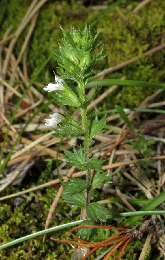 Изображение особи Euphrasia taurica.