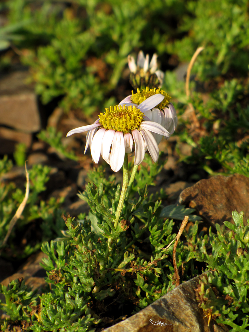 Image of Waldheimia stoliczkae specimen.