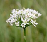 Allium ramosum. Соцветие. Хакасия, окр. с. Аршаново, степь. 24.07.2016.