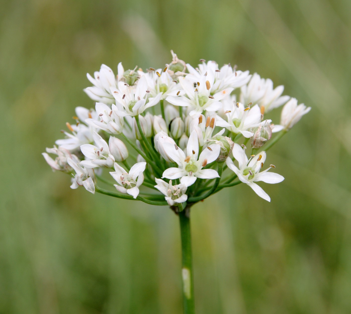 Image of Allium ramosum specimen.