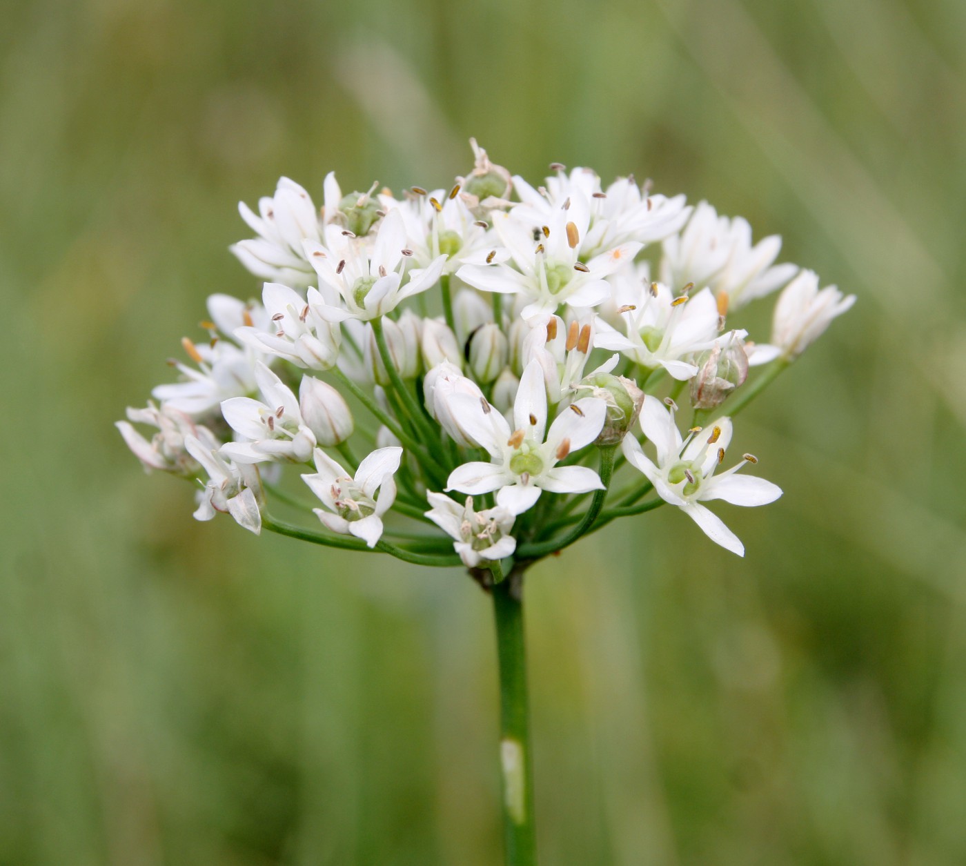 Изображение особи Allium ramosum.