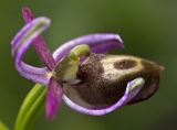 Ophrys ferrum-equinum. Цветок. Греция, Пелопоннес, окр. г. Пиргос, муниципальный парк. 01.04.2015.