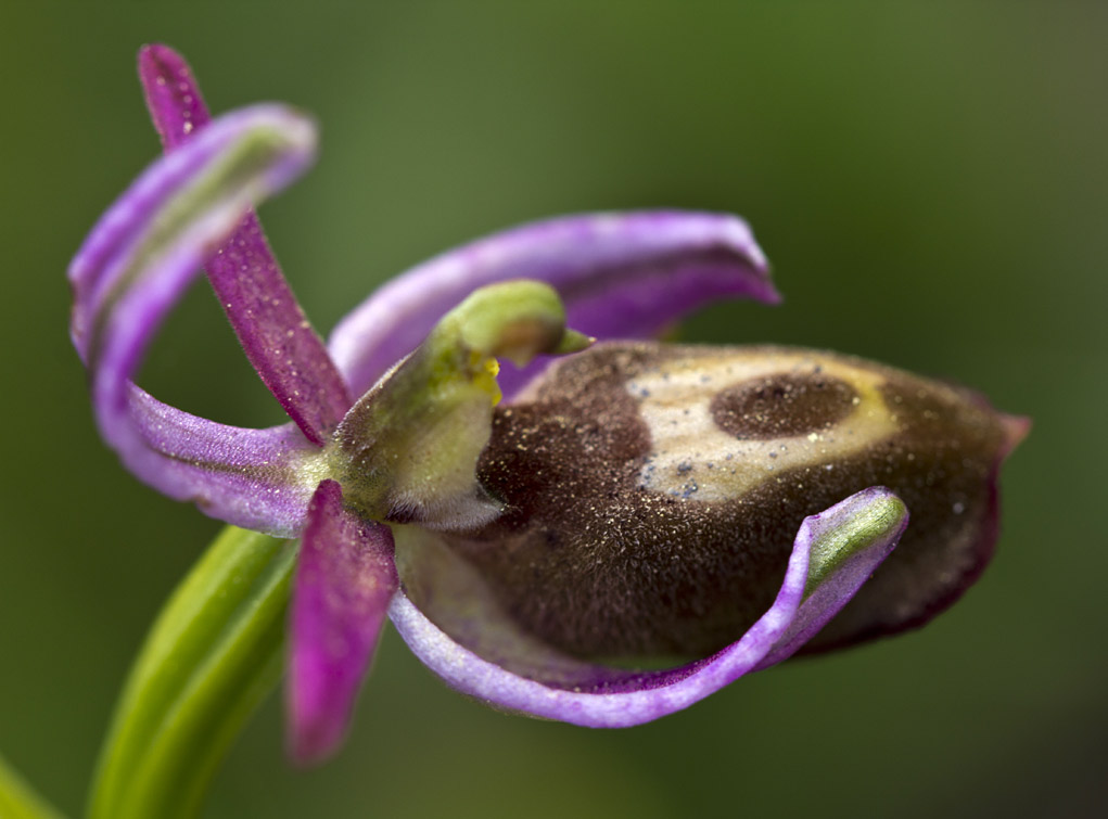 Изображение особи Ophrys ferrum-equinum.