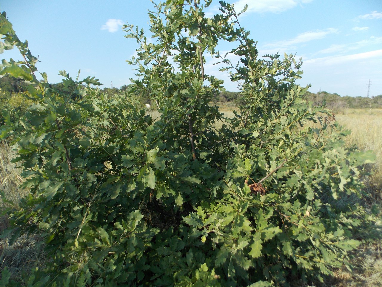 Image of Quercus robur specimen.