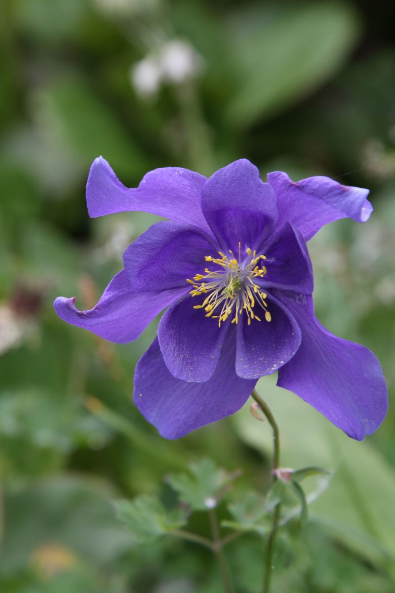 Image of Aquilegia glandulosa specimen.