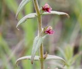 genus Odontites