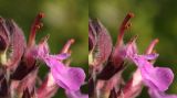 Teucrium nuchense