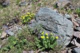 Rhodiola rosea