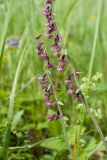 Epipactis atrorubens