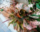 Acalypha wilkesiana