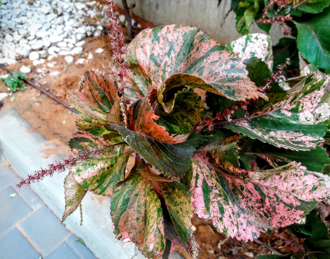 Изображение особи Acalypha wilkesiana.