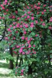 Crataegus × media