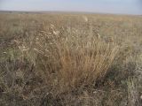 Agropyron desertorum