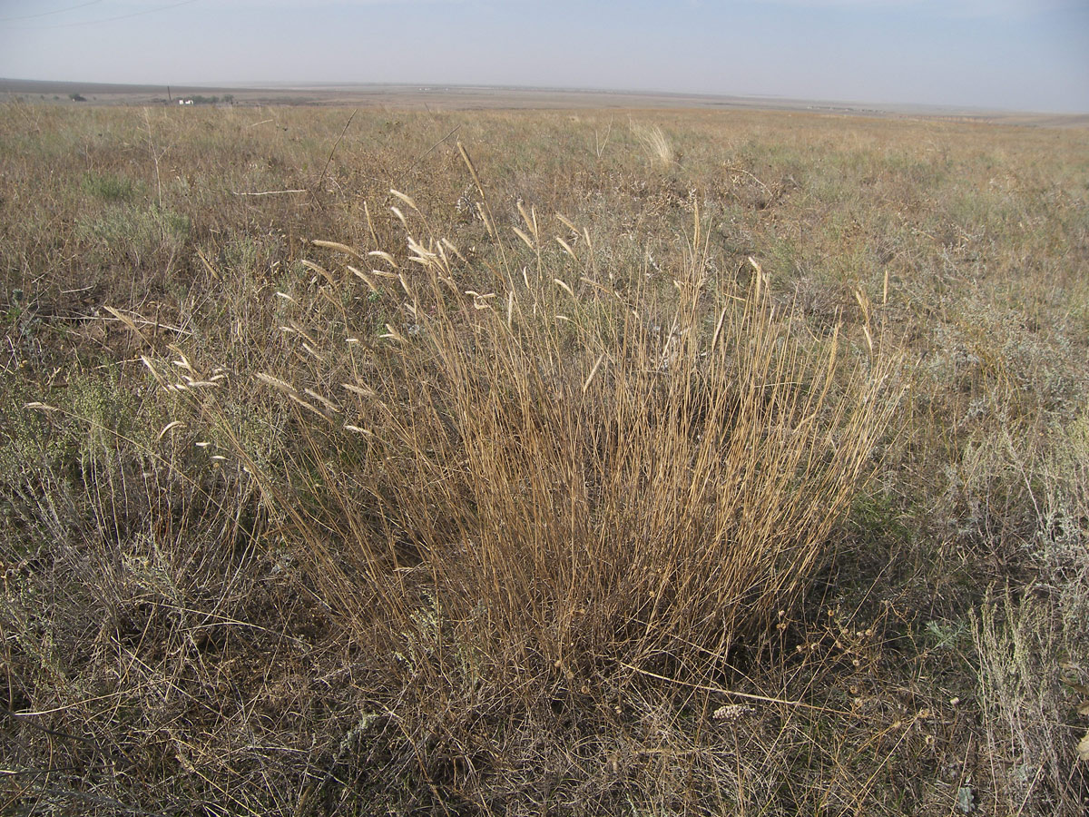 Image of Agropyron desertorum specimen.