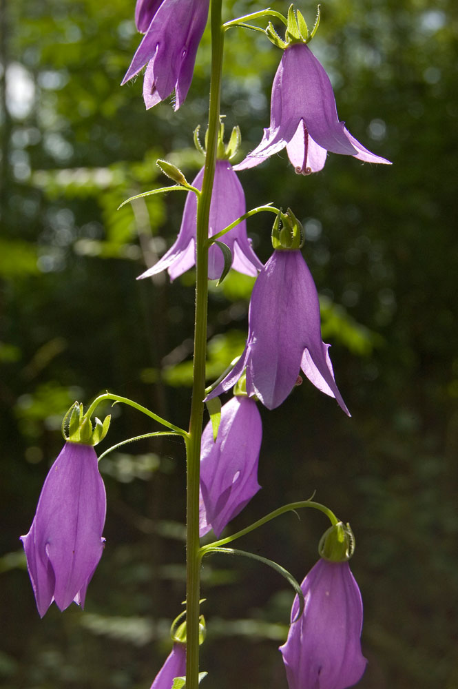 Image of Campanula rapunculoides specimen.