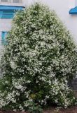 Clematis mandshurica. Цветущее растение. Республика Татарстан, Зеленодольский р-н, Раифский Богородицкий монастырь, в культуре. 19.06.2015.