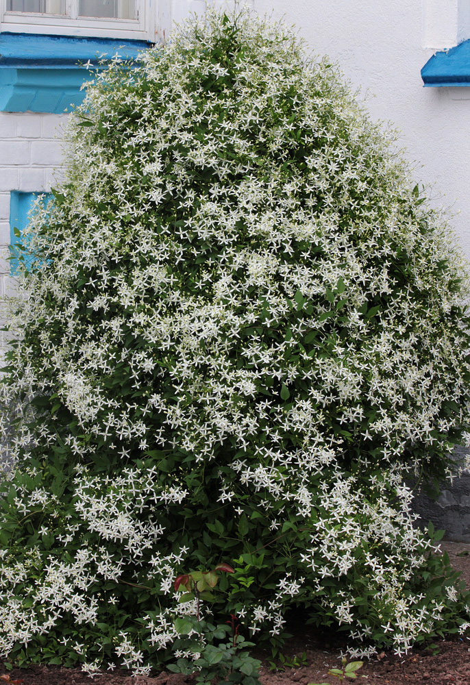 Изображение особи Clematis mandshurica.