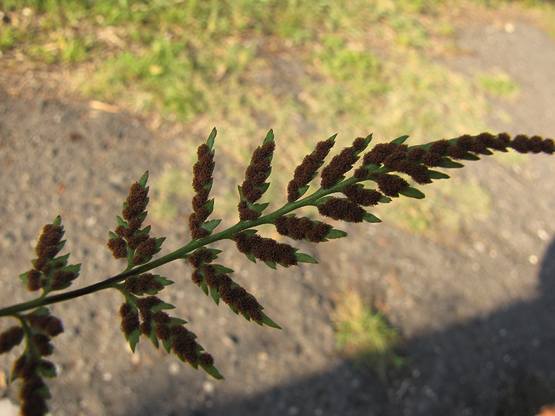 Изображение особи Asplenium adiantum-nigrum.