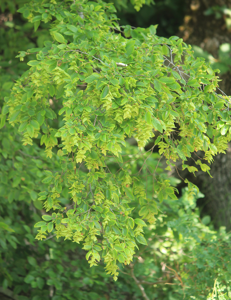 Изображение особи Carpinus orientalis.