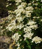 Spiraea trilobata. Верхушки ветвей с соцветиями и кормящейся мухой. Восточный Казахстан, Кокпектинский р-н, 25 км в горы от с. Пантелеймоновка, 1000 м н.у.м., сопка. 16.06.2016.